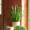 CASA ALLIUM Erba Decorativa Verde- Piante Artificiali