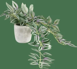CASA CALATHEA Pianta Sospesa Grigio, Verde, Viola- Piante Artificiali