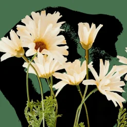 CASA INDI Ramo Fiorito Crema- Fiori Artificiali|Autunno