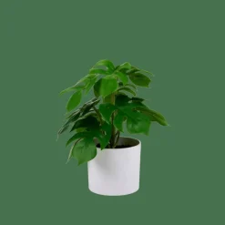 CASA MONSTERA Pianta Vari Colori- Piante Artificiali