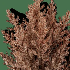 CASA PLUME Stelo Di Piume Marrone- Rami Artificiali