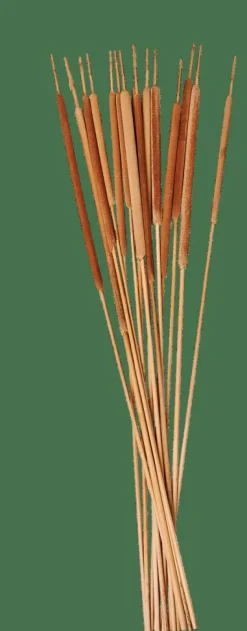 CASA TYPHA Canna Palustre Set Di 15 Naturale- Rami Artificiali|Fiori Artificiali